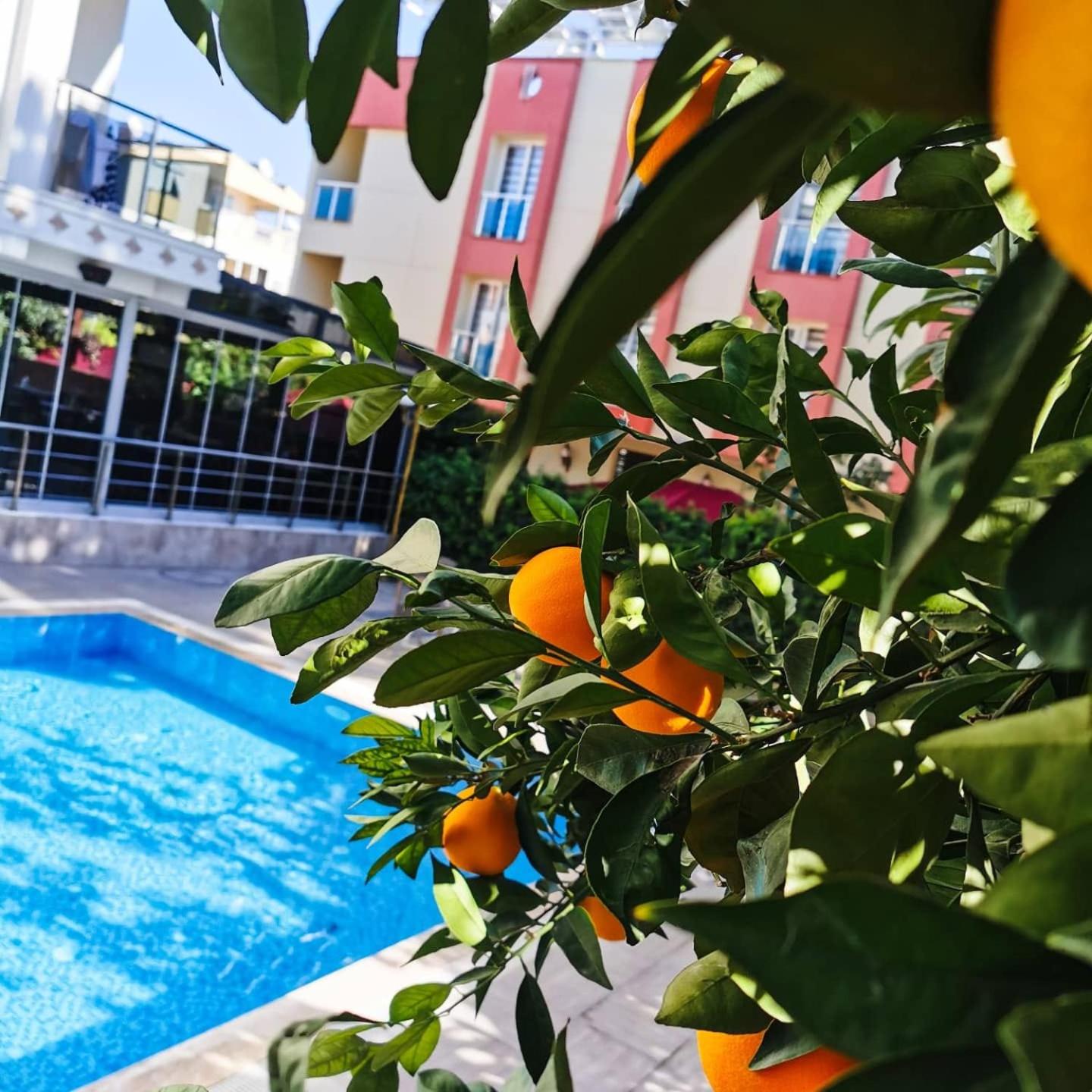 Güden-Pearl - Image 236