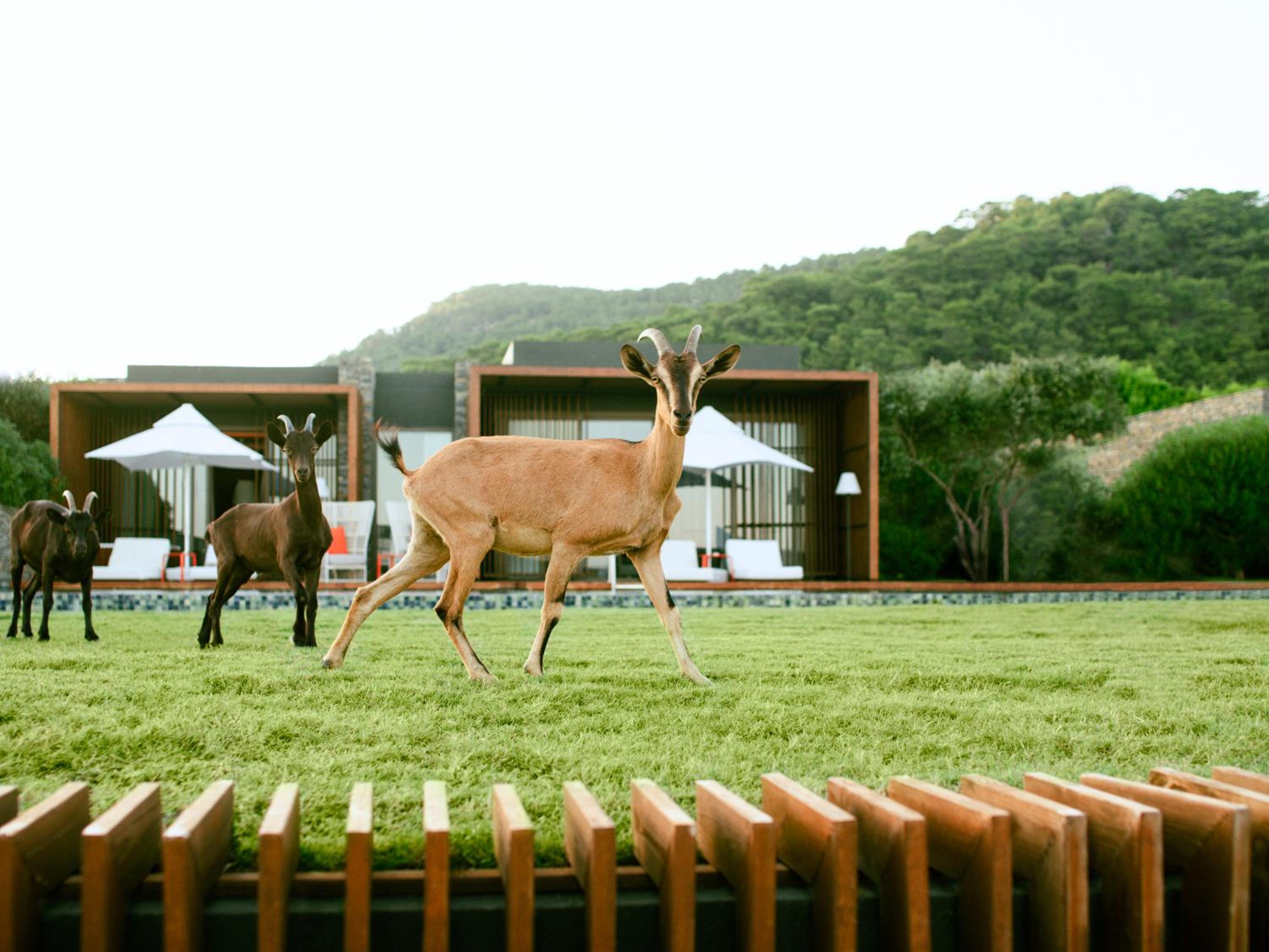 Maxx Royal Kemer Resort - Image 134